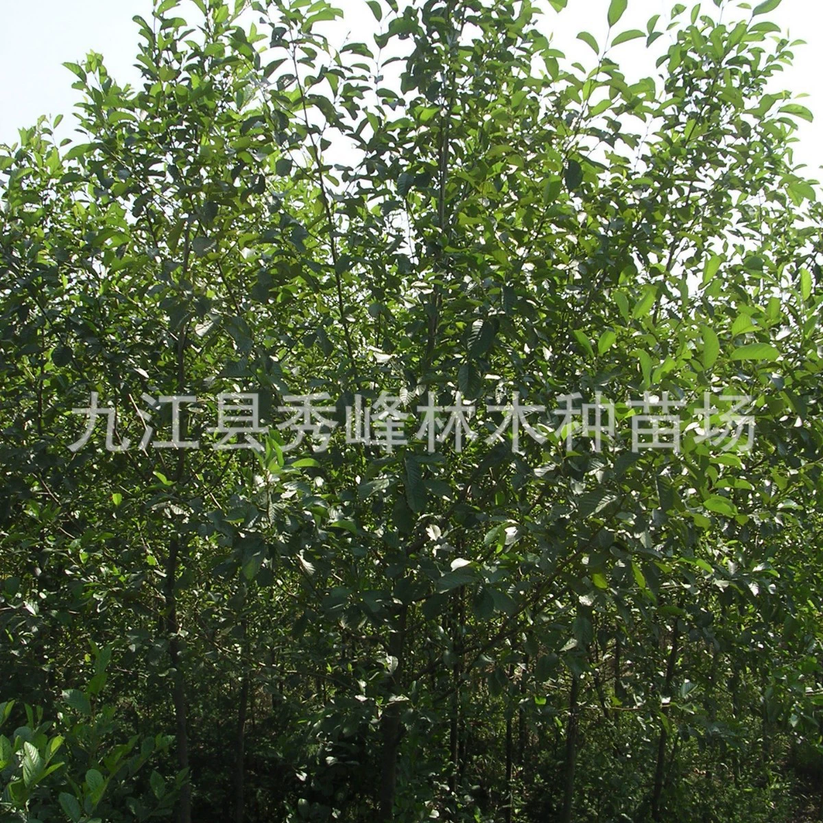 Поставка, саженцы ивы Цзяннань, семена ивы, ива Цзяннань 3cm Ива Цзяннань 15cm