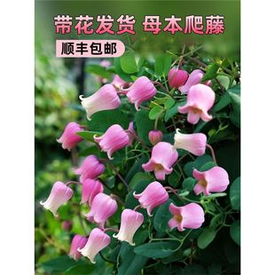 ��˹���F��ɏ��С�������绨���̨���������ļ������׻�Gֲ��