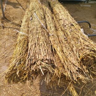 �S�����l��ɻ���߲˴��ﱣ�ط����G���@�ֲݺ���