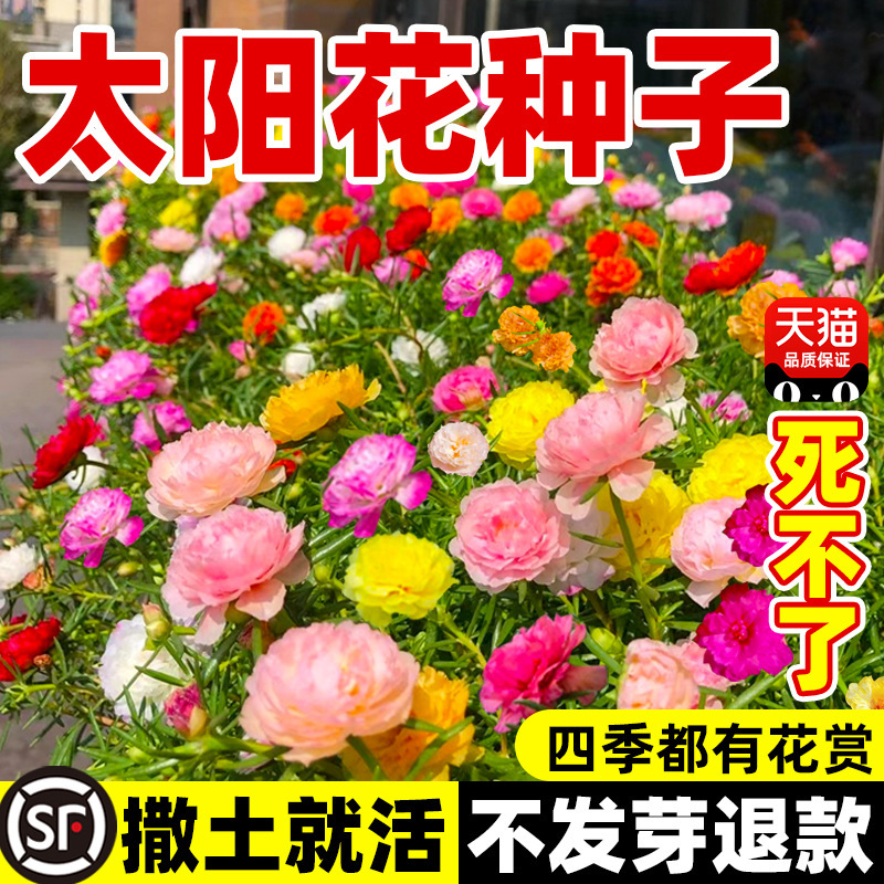 Double-Petaled Sunflower Seeds, Wildflower Mix Seeds, Suitable for Planting in All Seasons, Blooming Indoor and Outdoor Ornamental Flower Plants Double-Petaled Sunflower Seeds, Wildflower Mix Seeds, Suitable for Planting in All Seasons, Blooming Indoor and Outdoor Ornamental Flower Plants