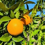 脐橙现货先发新鲜橙出口