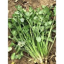 ��˷N���ļ��̨�����߲˷N���r�Ҵ��~ܾݴ����ѷNС�~��˷N��