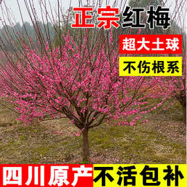 梅花树苗盆栽庭院室外耐寒冬梅红梅腊梅浓香地栽盆景四季乔木