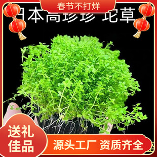 �����ȫ���ݸ����ˮ�ݵ�ˮ�~��ˮ�����B�ײݸ��쾰������