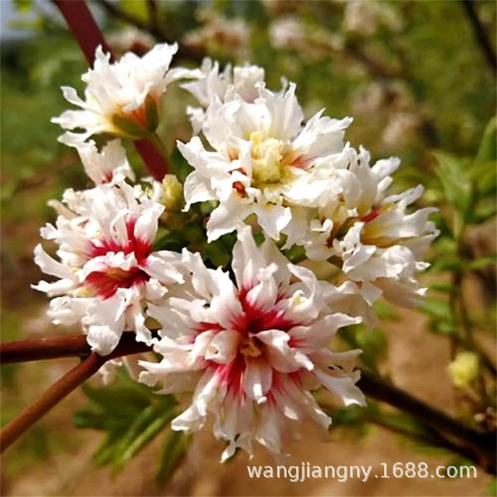 Вэнь Гуань Хуа саженец Лучжоу-аромат Чемпион По цветкам в горшке большой саженец бонсай двор драгоценный саженец цветочное растение в горшке