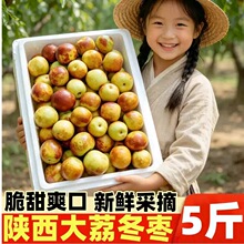正宗陕西大荔冬枣5斤当季脆甜鲜枣冰糖枣子精选树上水果批发包邮