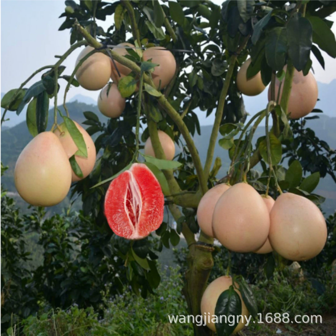 Саженцы южных фруктов саженцы помело оптом Саженцы грейпфрута Liangshan pomelo, также известный как Liangping pomelo, один из трех основных помело, может быть смешан...