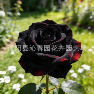 �羳õ�廨�N������õ���ͺ��ļ��������¼����N�����������̨