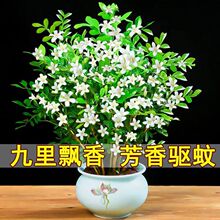 正宗九里香盆栽花卉好养活四季开花阳台庭院办公室驱蚊防虫吸甲醛