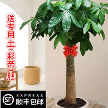 发财树大棵客厅大盆栽大型绿植室内办公室盆景吸甲醛乔迁开业植物
