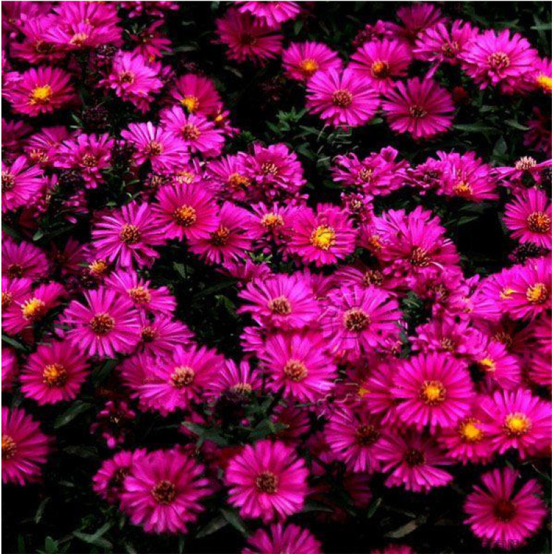 Semillas de flores, semillas de flores.