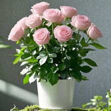 粉色阳台月季花苗四季多色玫瑰花混色盆栽原盆带土带花苞发货开花