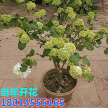 绣球花盆栽 绣球花盆栽品牌 图片 价格 绣球花盆栽批发 阿里巴巴