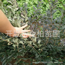 ���l���~��ľ���~ˮϞǤ��С�煲���G�h�������~ˮϞ���̘���