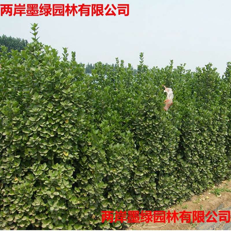 冬青苗 基地直销 批发_主图03