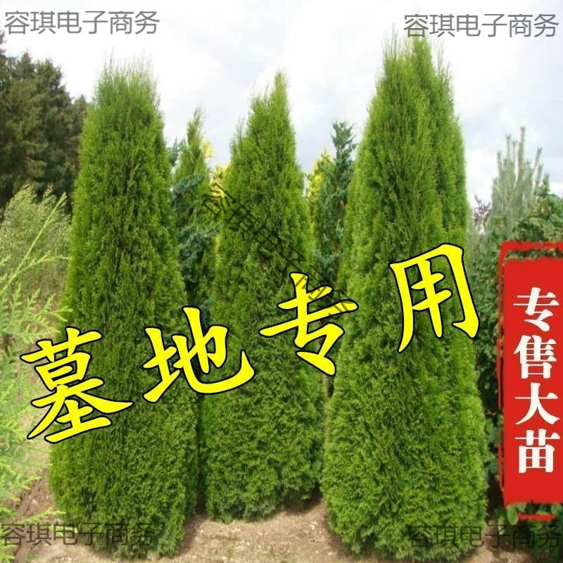 Саженцы кипариса, большие деревья, кипарис, вечнозеленая сосна, саженцы кипариса, саженцы кипариса, пагода сосна, саженцы кипариса