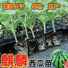 ������8424�����紺�t��������YƷ����������N��ֱ�l