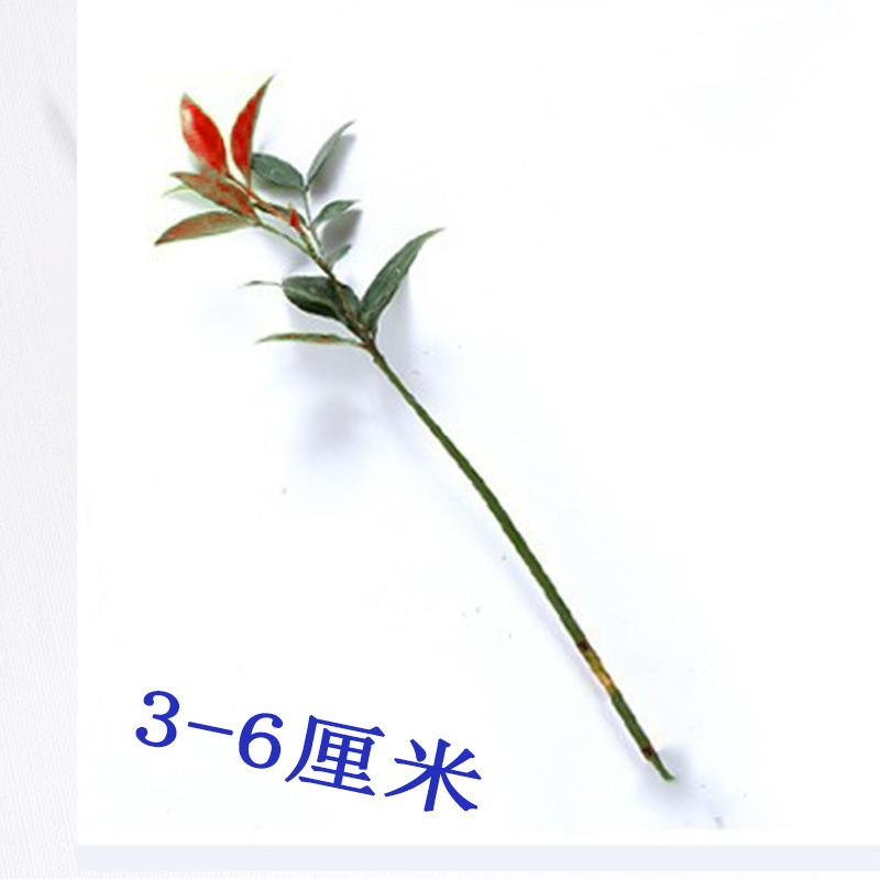 뿌리 없음: 3- 6cm 높이 [1그루]