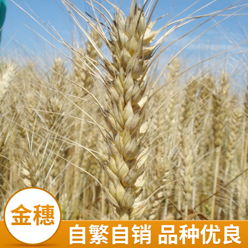 Our company supplies wheat seeds long-term - Jingdong No. 22