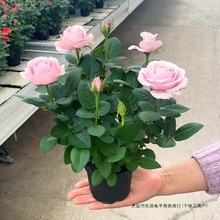 õ�廨���ش󻨎��������ܾGֲ���҃����̨�����Nޱ�¼��ļ��_��