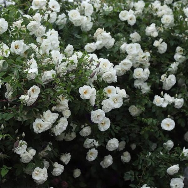 【藤冰山】1.4到1.5米土球发货爬藤月季扦插白色蔷薇四季开花植物