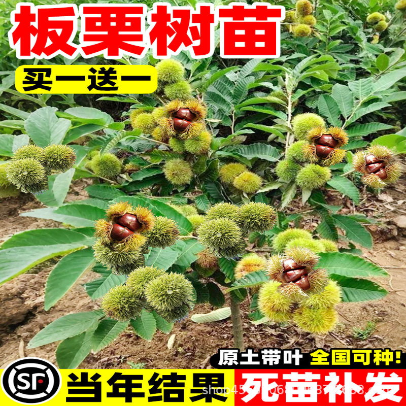 板栗苗树嫁接地栽南方北方种植大红袍当年结果特大板栗树果树果苗