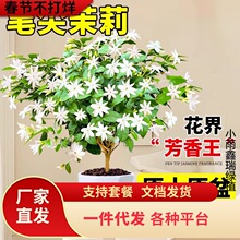 һ�����l�����P�����򪚗U�ΰ����������ذ�������҃�ֲ�ﻨ��