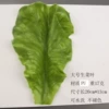 PU large lettuce leaves