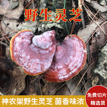 Ұ`֥ rȻ `֥Ƭ`֥Ƭݾ`֥