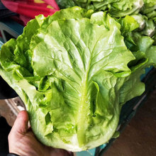 ���ɳ���������ȫ���������N�ӷN�Ѹ߮a�ļ��߲��̨���˷N����