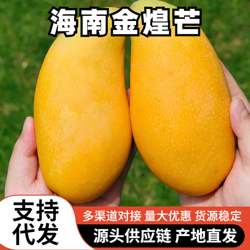 Authentic Hainan Jinhuang Mango, Fresh, Free Shipping, Whole Box, Seasonal Fruit, Fairy Mango, Extra Large Tropical Fruit, Dropshipping Available