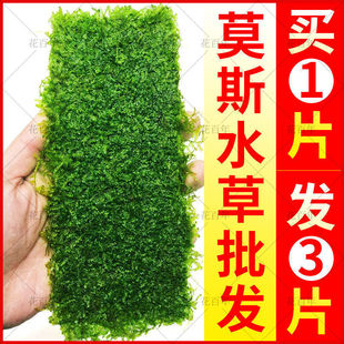 Ī˹ˮ��ľ�쾰ɢ�bĽ˹�����Ǵ��IĪ�z����ǰ��ˮ�S��ֱ�N���l