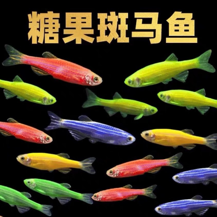 colorful fluorescence zebra