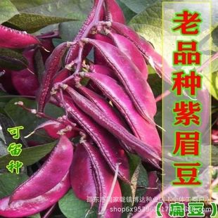 ��ü���N�Ӻó�ժ�����ϼt�ⶹ��������񶹌��ܶ��r���ԷN�߲���