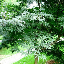 小叶鸡爪槭树苗原生苗鸡爪枫树苗庭院风景树苗四季常青绿化苗木