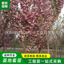 ձѻl̾GľͥԺ^pеcY҃Լt~ѻ