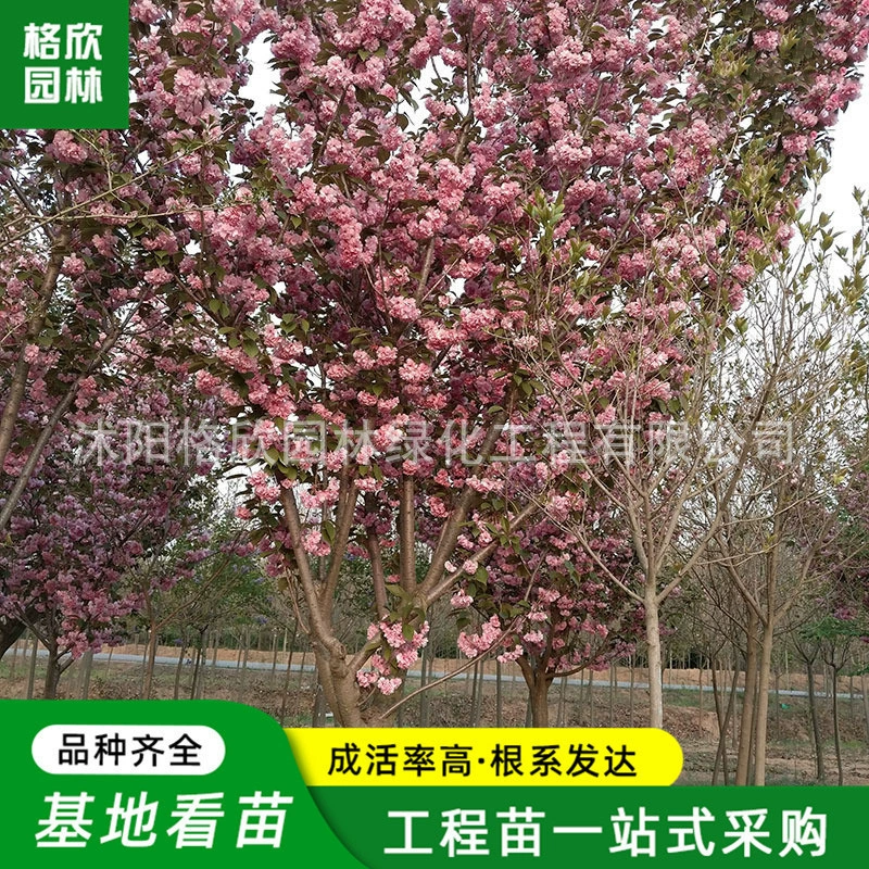 Японская рассада вишни Оптовая Проект Озеленение цветов и деревьев Двор Декоративные дороги Декоративные Внутренние комнатные горшечные деревья вишневого цвета
