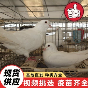 [景区文旅投喂广场鸽项目 白羽王种鸽养殖成本 出售大量种鸽 肉鸽]