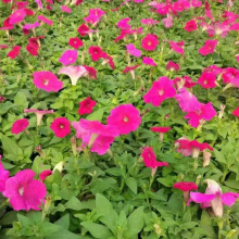 ����ţ���ش����ļ�����һ���t��ȸ���е����@С�^�G��