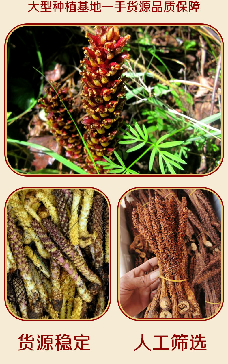 Bu Lao Cao Dried Herb 500g Boschniakia Rossica Whole Root for Herbal Wine and Decoction overview