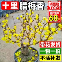 腊梅花树苗盆栽浓香型室内四季耐寒花卉阳台易活老桩盆景素心蜡梅
