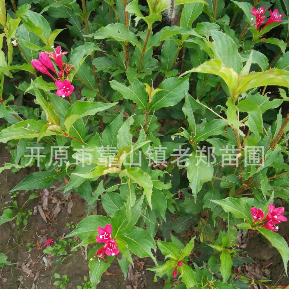 供应红王子锦带工程用花灌木耐寒丛生红王子锦带花苗锦带扦插小苗