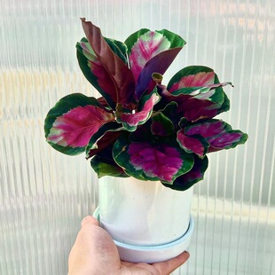 Red Rose Arrowroot Potted Colorful Leaves Hydroponic Popular Plant All Year Round Cultivation Indoor Desktop Florals and Green Plants