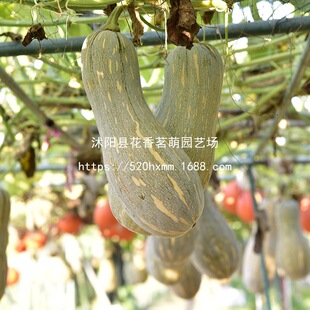 �۱����ϹϷN�������x�����ϹϷN���ۼ�ā��ͥ�̨�ļ��ˈ@�N����