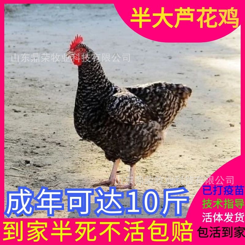 Qingyuan spotted chicken Price Qingyuan spotted chicken wholesale National Cities Vaccines do Formal Enterprise