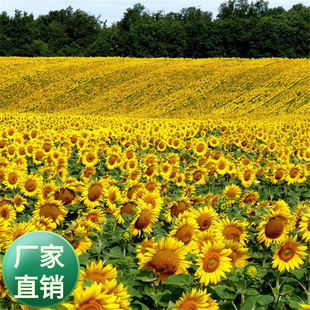 �^�pʳ�ð����տ����N���׻��҃��̨���^�쾰����ֲ��̫ꖻ��N��