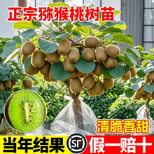 猕猴桃树果苗红心软枣猕猴桃苗徐香嫁接南北方种植庭院水果树果苗