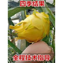 火龙果苗盆栽当年结果红心种植四季果树红肉地庭院大苗火龙果树苗