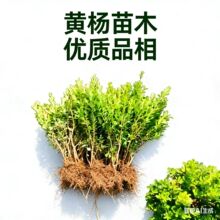 瓜子黄杨苗耐寒耐旱庭院别墅篱笆别墅小区绿化树苗灌木园林植物