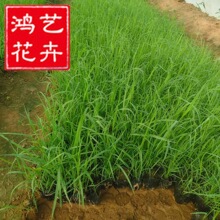 ���~�JȔ�JȔ���JȔ����ˮ��ֲ���ع��@�ɻ��ʸ߹��@��ع��̲�